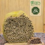 دارچین سیگاری